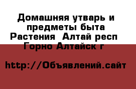 Домашняя утварь и предметы быта Растения. Алтай респ.,Горно-Алтайск г.